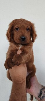 GoldenDoodle - 3