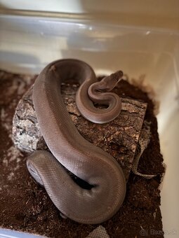 8BALL HET ALBINO BALL PYTHON SAMICA - 3