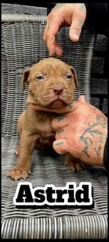 American Bully - 3