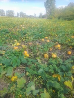 Predam tekvicové semená - 3