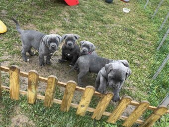 Cane Corso Šteniatka bez PP - 3
