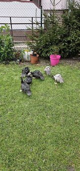 Predam cincke kacky - 3