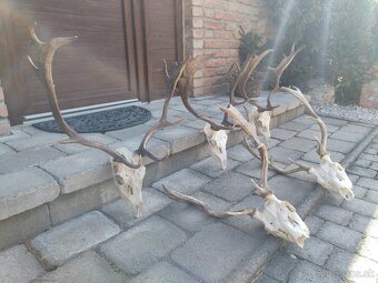 Trofeje danielov - 3