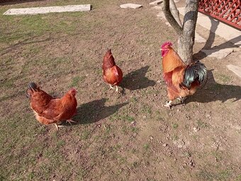 NÁSADOVÉ VAJCIA HEMPŠÍRKY - 3