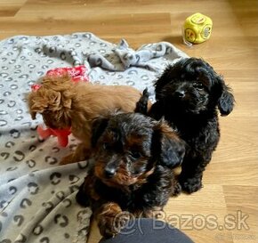 toy pudel hybrid toy poodle maltipoo, cavapoo, shihpoo - 3