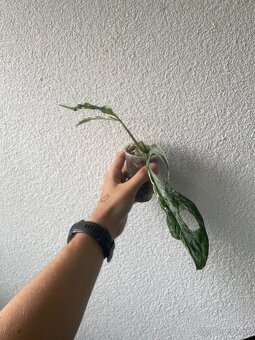 Monstera adansonii indonesian marble - 3