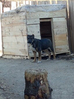 Pitbull - 3