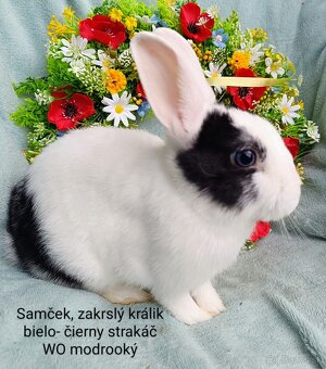 Zakrslý králik s VP - samček bielouchý - 3