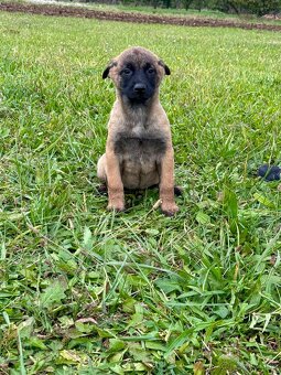 Belgický ovčiak Malinois šteniatka s PP - 3