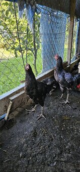 Predam mladeho kohuta - 3