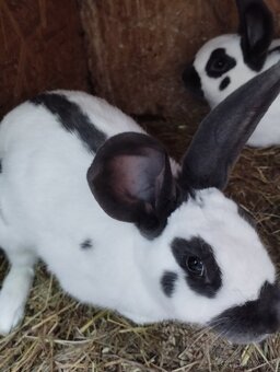 Český strakac - Č.S - 3