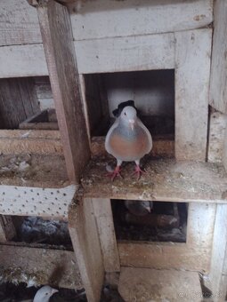 Predam holuby Koburske skovranky. - 3