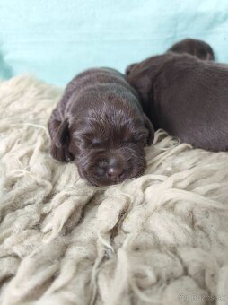 Labrador retriever s PP , Labradorsky retriever - 3