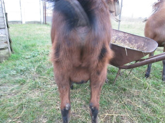 anglonubijsky cap - 3