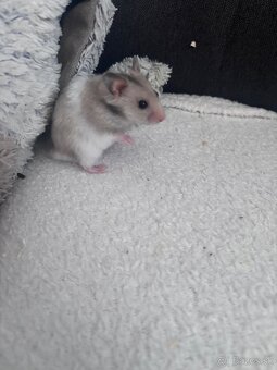 Škrečok sýrsky - 3