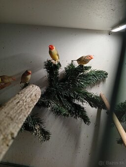 Astrild trstinový , drobotina - 3