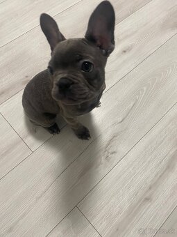 Francuzsky buldoček - 3