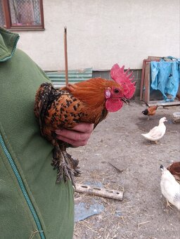 Predám milferkovych kohutov - 3