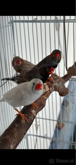 Zebricky 2x samček - 3