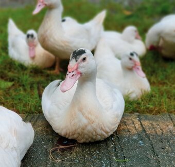 Kačky, husokačky, husi - 3