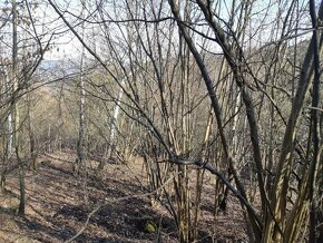 Predaj: lesný pozemok Čadca-Horelica - 3