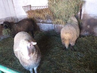 Merino -chovné stado - 3