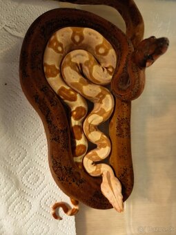 Velhad kralovsky leopard - 3