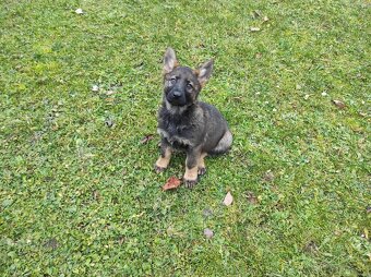 Nemecký ovčiak - 3