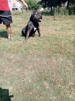 Darujem cane corso 3r. Pes - 3