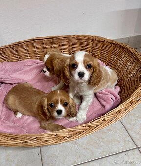 Cavalier king charles španiel, kavalier - 3