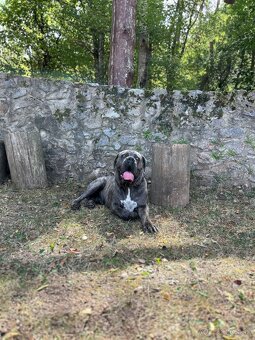 Na krytie Cane Corso - 3