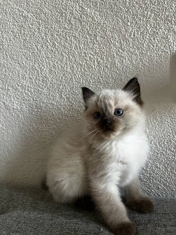 Ragdoll mačiatka - 3