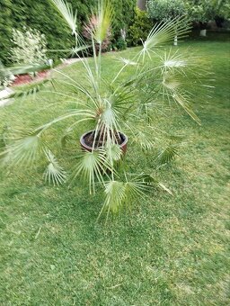 Palma konopná Chamaerops excelsa - 3