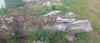 Ponúkam na predaj peň ORECH. - 3