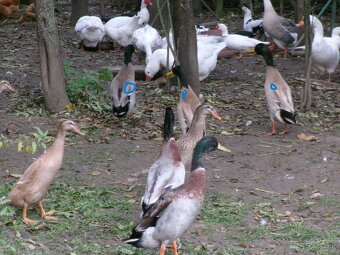 Predám indické bežce - 3