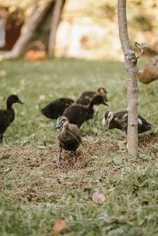 Predam indickych bezcov - 3