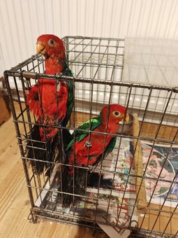 Predám papagáje - 3