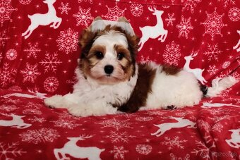 Yorkshire teriér, Biewer, Biro, Yorkshire teriér s PP - 3