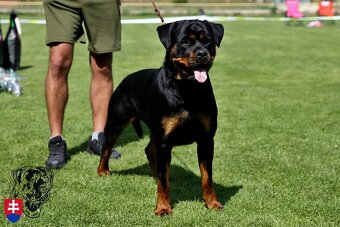 Rottweiler s PP  Rotvajler s PP Štenata rotvajlera s PP Šten - 3