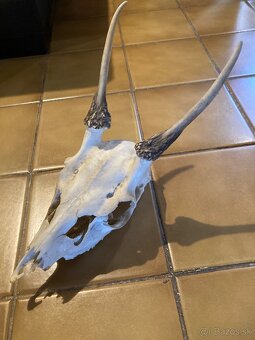 Poľovnícke trofeje - 3