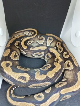 Pytón kráľovský-Python regius - 3