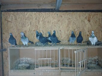 Predam anglicke tiplere - 3