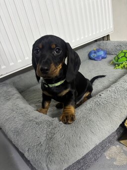 Jazvečík kratkosrstý - 3