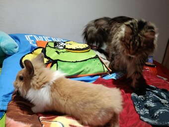 Darujem kralička - 3