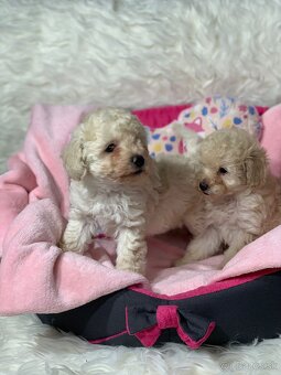 Pudel pudlik toy - 3