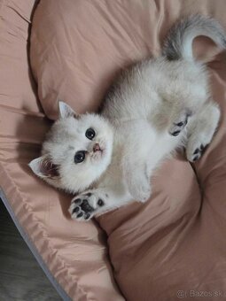 Britské mačiatka kocurik chinchilla - 3