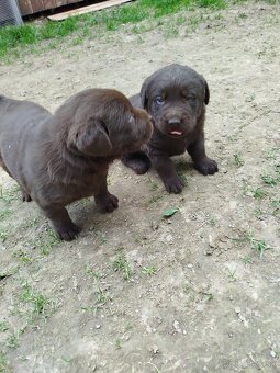 Labrador - 3