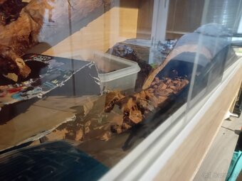 Pyton regius a terarium - 3