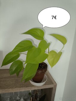 Izbové rastliny - 3