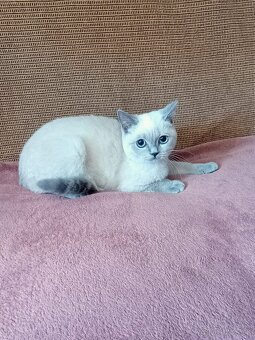 Britská modrá colorpoint - 3